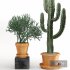 Indoor Plants Cactus In Clay Pot Set 04 - Thumbnail 4