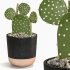 Cactus Indoor Plants Set 05 - Thumbnail 4
