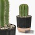 Cactus Indoor Plants Set 05 - Thumbnail 5