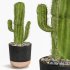 Cactus Indoor Plants Set 05 - Thumbnail 6