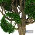 Tree 02 - Thumbnail 5