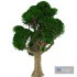 Tree 02 - Thumbnail 2