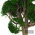 Tree 02 - Thumbnail 3