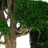 Tree 02 - Thumbnail 4