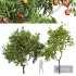 Amygdalus Persica Peach and Armeniaca Vulgaris Prunus-fruit trees - Thumbnail 1