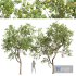 New Plant High detail Malus Pumila Apple Green - Thumbnail 1