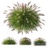 Plants Pennisetum Alopecuroides Lampenputzergras Fountain Hameln Version03 - Thumbnail 1