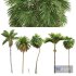 Borassus Flabellifer and Catechu and Roystonea Regia and Phoenix Canariensis-5 differend trees - Thumbnail 1