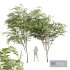 New Plant Ziziphus Jujuba Chinesische Dattel Green - Thumbnail 1