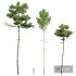 Pinus Echinata and Populus Tremuloides - Thumbnail 1