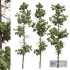 New Plant High detail Pinus Palustris02 - Thumbnail 1