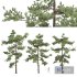 New Plant High detail Pinus Echinata03 - Thumbnail 1