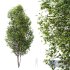 HQ Plants Acer Saccharinum Tree 13m 02 - Thumbnail 1