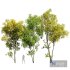 Acer Saccharinum Summer Fall - Thumbnail 1