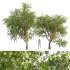 New Plant High detail Pear Pyrus Communis Green - Thumbnail 1
