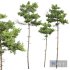 New Plant High detail Pinus Echinata02 - Thumbnail 1