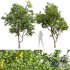 New Plant High detail Prunus Salicina Plum Pflaume - Thumbnail 1