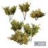HQ Plants Bush Small - Thumbnail 1