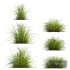 Carex Elata Aurea Grass - Thumbnail 1