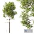 HQ Plants Ash Tree Tall - Thumbnail 1
