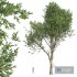 New Plant High detail Fagus Grandifolia - Thumbnail 1