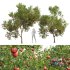 New Plant High detail Punica Granatum Pomegranate - Thumbnail 1