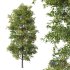 HQ Plants Alnus glutinosa02 - Thumbnail 1