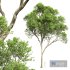 New Plant High detail Acer Pseudoplatanus - Thumbnail 1