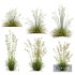 Celtica Gigantea Stipa Golden and Sweet Grass - Thumbnail 1