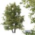 HQ Plants Alnus glutinosa - Thumbnail 1