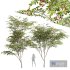 New Plant Ziziphus Jujuba Chinesische Dattel Red - Thumbnail 1