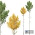New Plant High detail Populus Tremuloides03 - Thumbnail 1