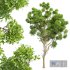 New Plant High detail Cinnamomum Camphora - Thumbnail 1