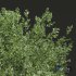 New Plant High detail Fagus Grandifolia - Thumbnail 2