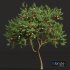 New Plant High detail Amygdalus Persica Peach - Thumbnail 2
