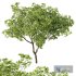 HQ Plants Acer Pseudoplatanus - Thumbnail 2