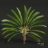 New Plant High detail Strelitzia Nicolai Medium - Thumbnail 2