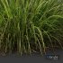 Carex Elata Aurea Grass - Thumbnail 3
