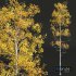 New Plant High detail Populus Tremuloides - Thumbnail 2