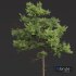New Plant High detail Pinus Echinata02 - Thumbnail 2
