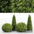 Golden Globe Dwarf Thuja and Rocky Mountain Juniper - Thumbnail 3