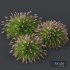 Plants Pennisetum Alopecuroides Lampenputzergras Fountain Hameln Version03 - Thumbnail 2