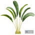 New Plant High detail Strelitzia Nicolai Small - Thumbnail 2