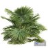 New Plant High detail Saribus Rotundifolius Small - Thumbnail 2