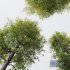HQ Plants Alnus glutinosa02 - Thumbnail 2
