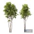 HQ Plants Ash Maple Tree 5m - Thumbnail 2