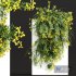 New Plant Coronilla Valentina Glauca Wall - Thumbnail 2