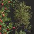 New Plant High detail Malus Pumila Apple Red - Thumbnail 4