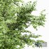 European Beech and Acer Saccharinum Trees - Thumbnail 2
