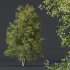 HQ Plants Alnus glutinosa - Thumbnail 2